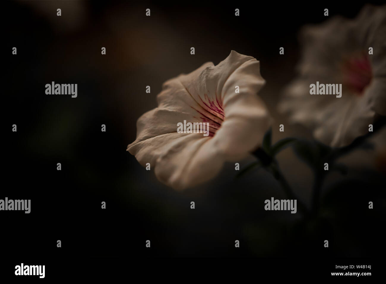 Fiore bianco luce bassa vicino immagine in alto Foto Stock