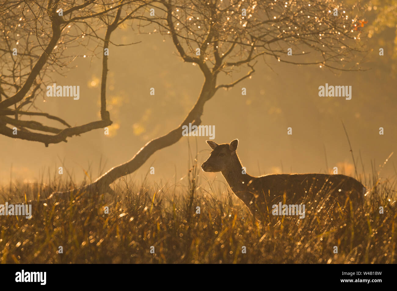 Daini Doe, Dunham Massey, REGNO UNITO Foto Stock