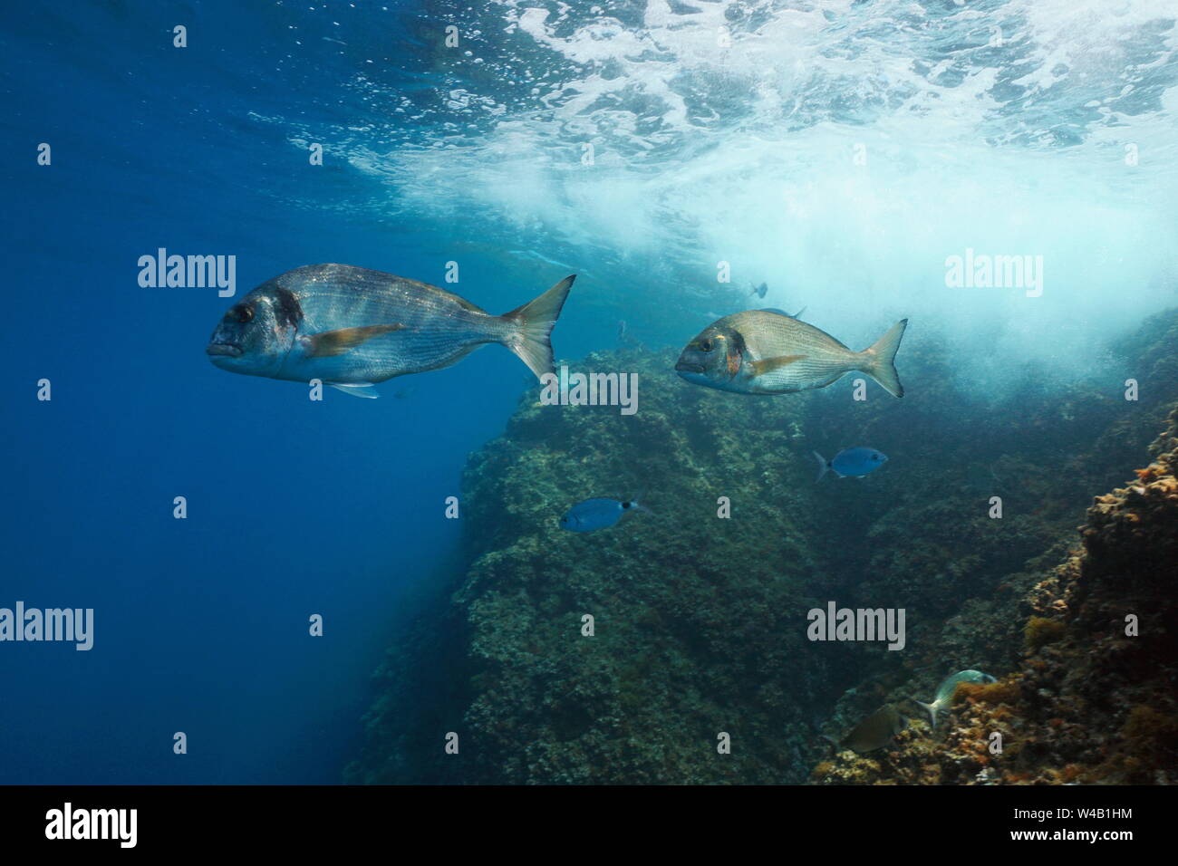 Due orata Orate di mare Pesce (Sparus aurata) sott'acqua nel mare Mediterraneo, Francia Foto Stock