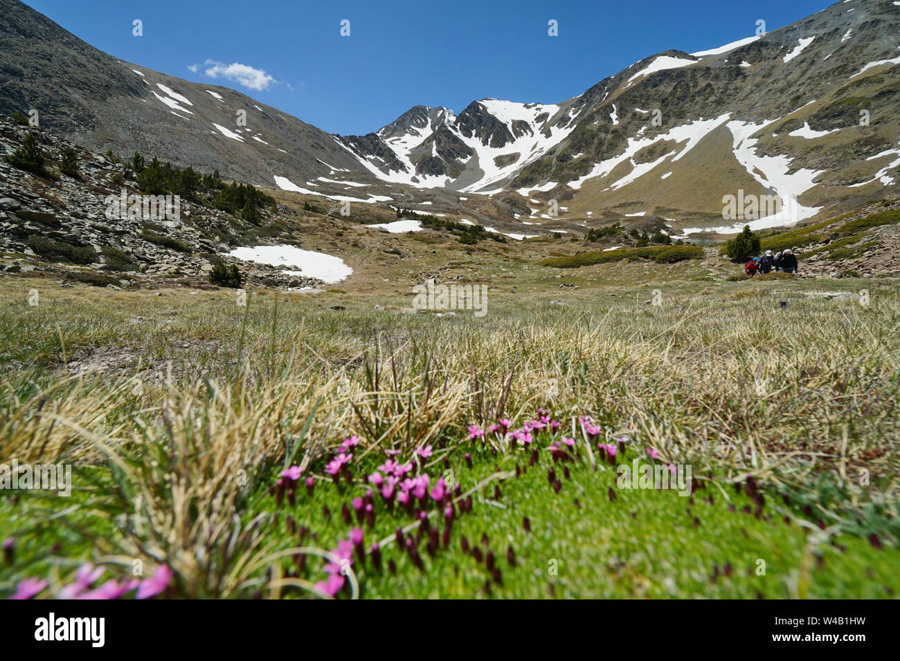 Paesaggio di montagna del massiccio di Carlit con fiori in primo piano, Francia, parco naturale dei Pirenei catalani, Pyrenees-Orientales Foto Stock