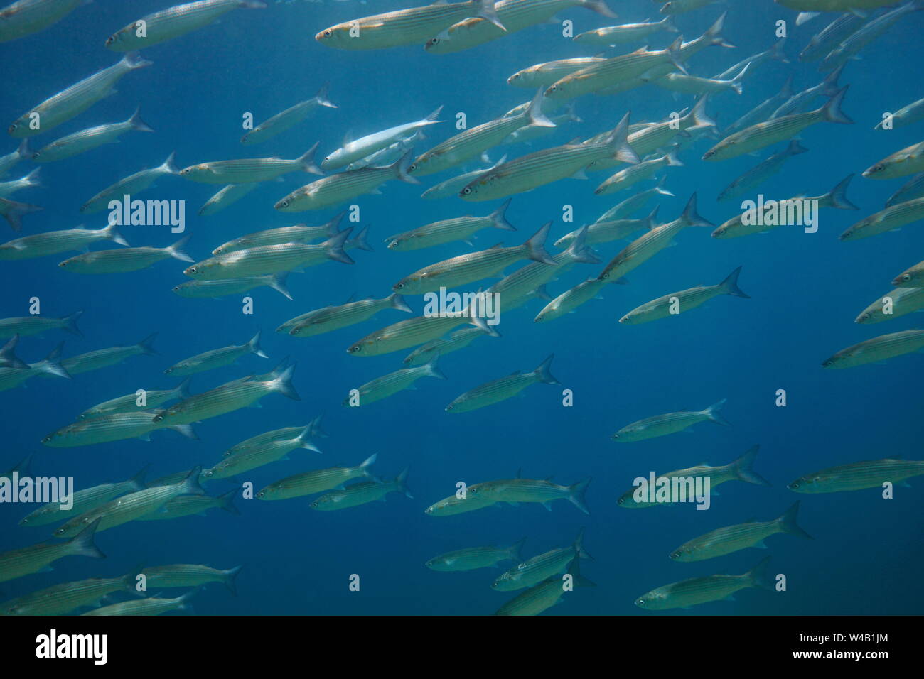 Scuola di triglie sottomarino di pesci nel mare Mediterraneo, spagna Costa Brava, Cap de Creus Foto Stock