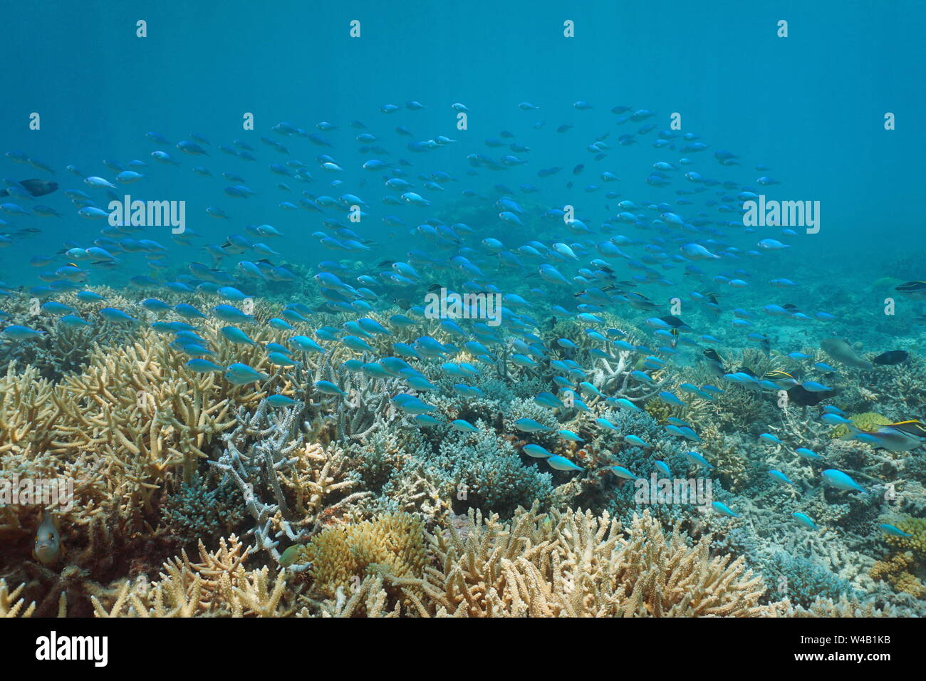 Underwater barriera corallina con una scuola di pesce (castagnole Chromis viridis), laguna di Grand-Terre isola, Nuova Caledonia, Oceano Pacifico del Sud e Oceania Foto Stock
