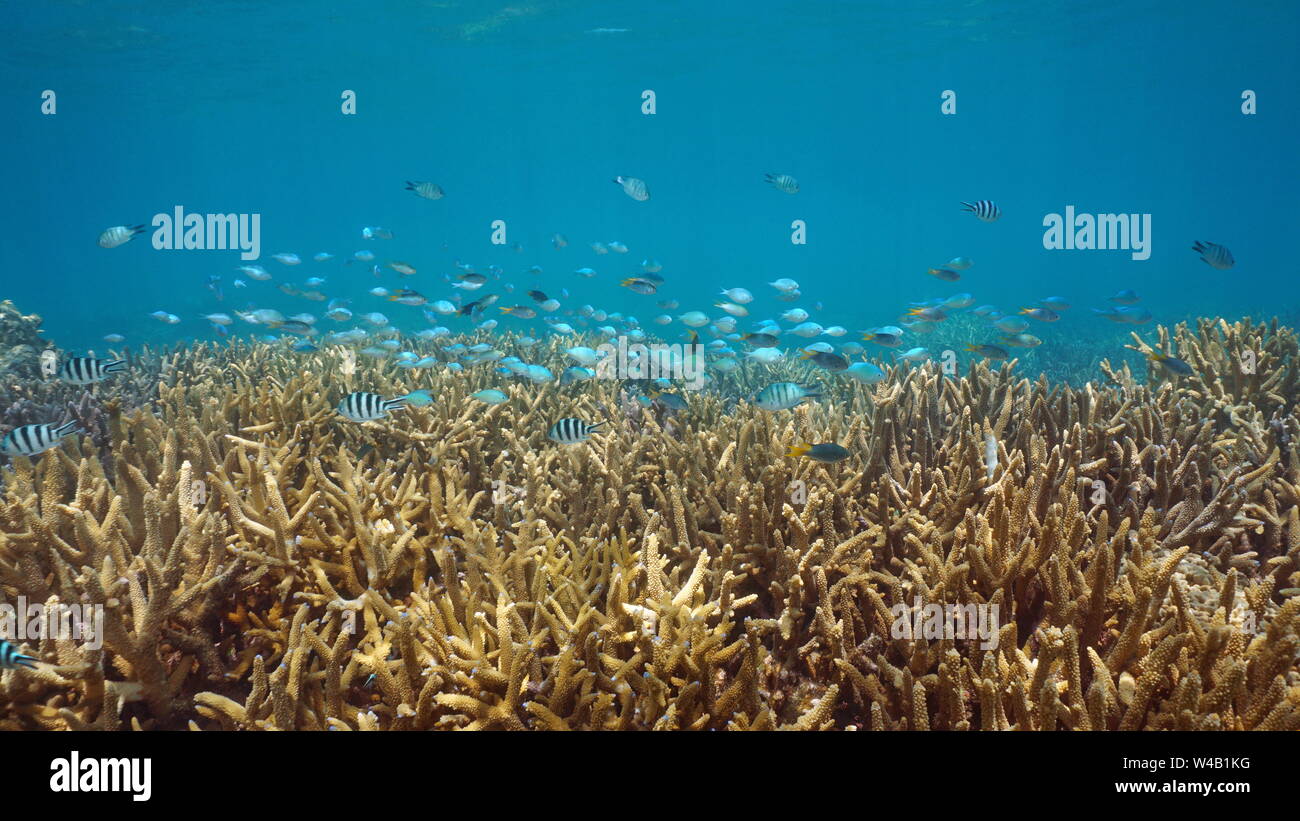 Scogliera sottomarina con una scuola di pesce (varie specie di castagnole) oltre la staghorn coralli, Nuova Caledonia, Oceano Pacifico del Sud e Oceania Foto Stock