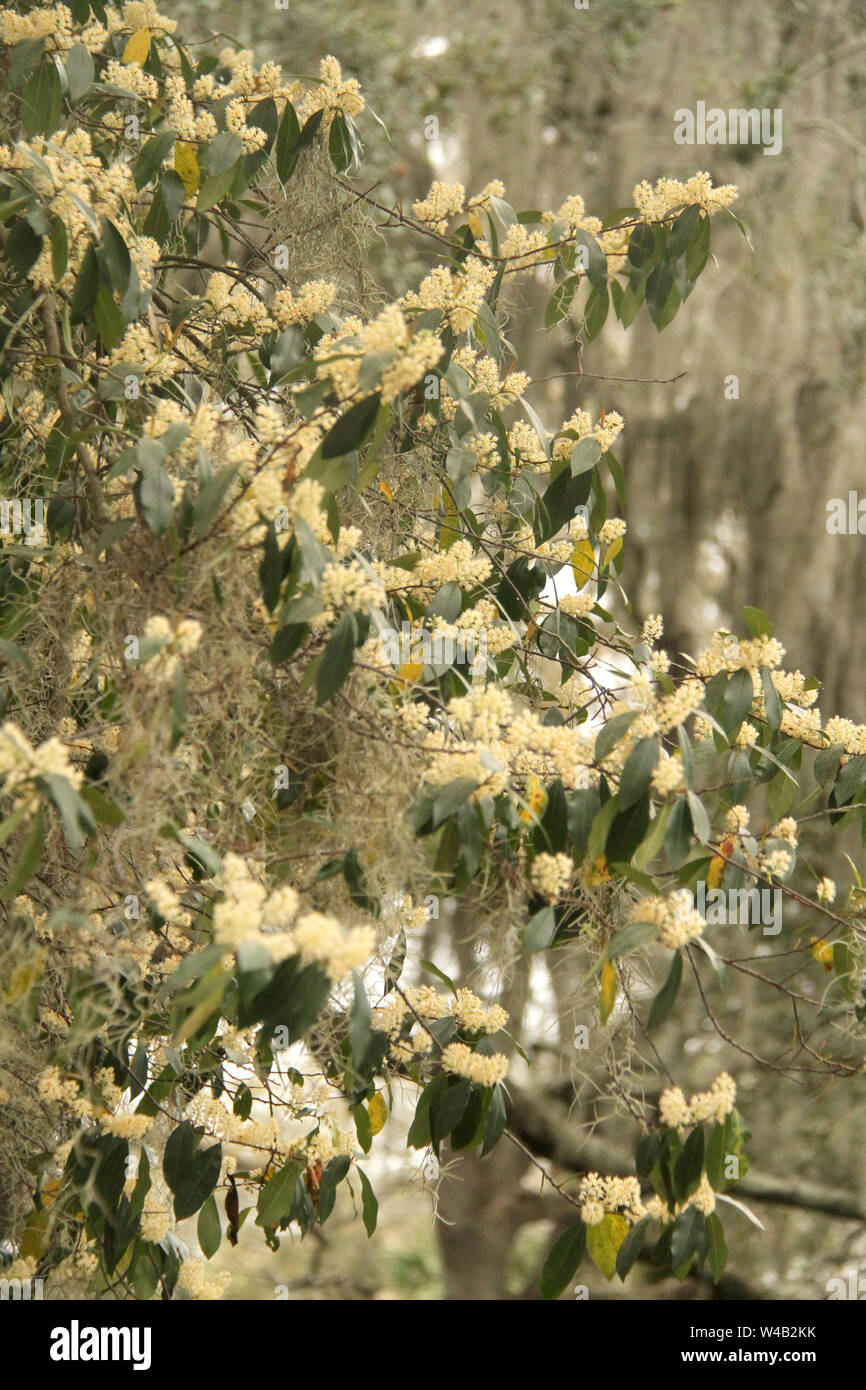 Moss Spagnolo che cresce su un fiore Black Cherry a Savannah, GA, USA Foto Stock