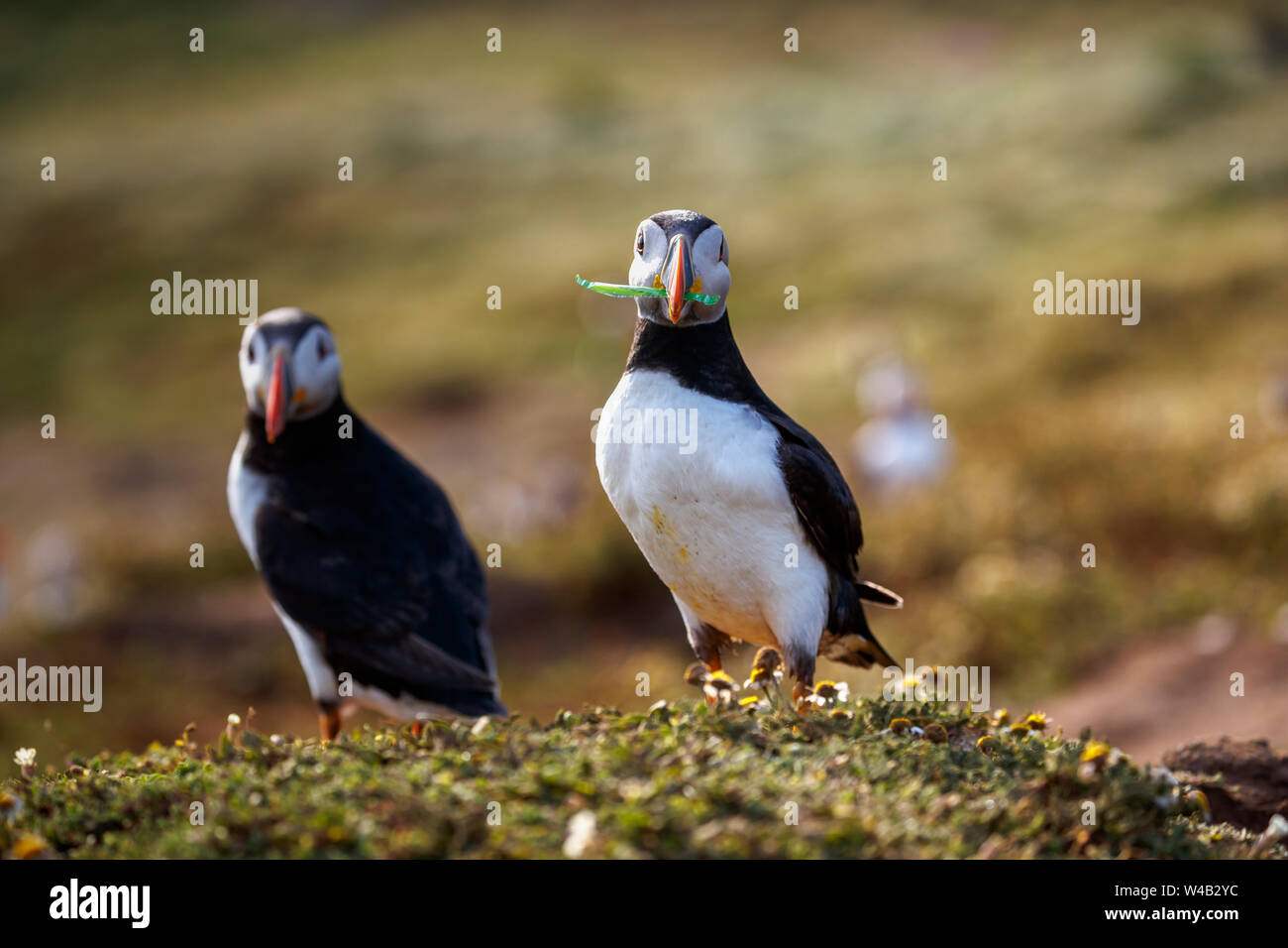 Un Atlantic puffin (Fratercula arctica) porta una striscia di verde rifiuti plastici raccolti per la nidificazione di materiale nella sua tana su Skomer, West Wales Foto Stock