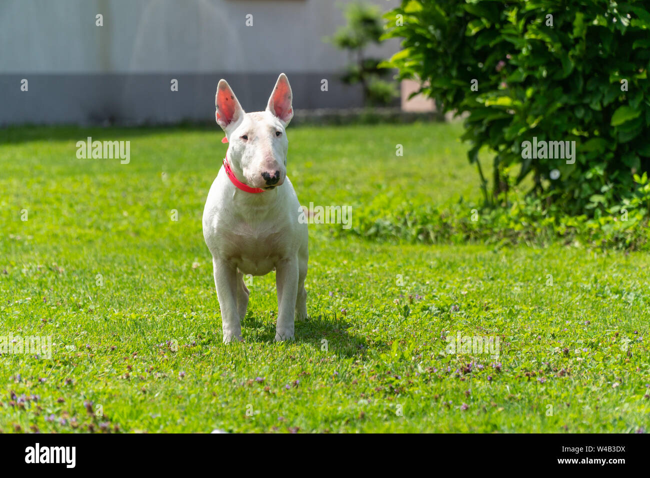 Foto ritratto di bianco bull terrier all'aperto in una giornata di sole Foto Stock