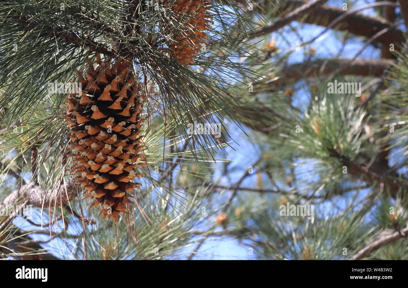 Ampio e bellissimo pigne appendere da un ramo nei boschi, California settentrionale. Foto Stock