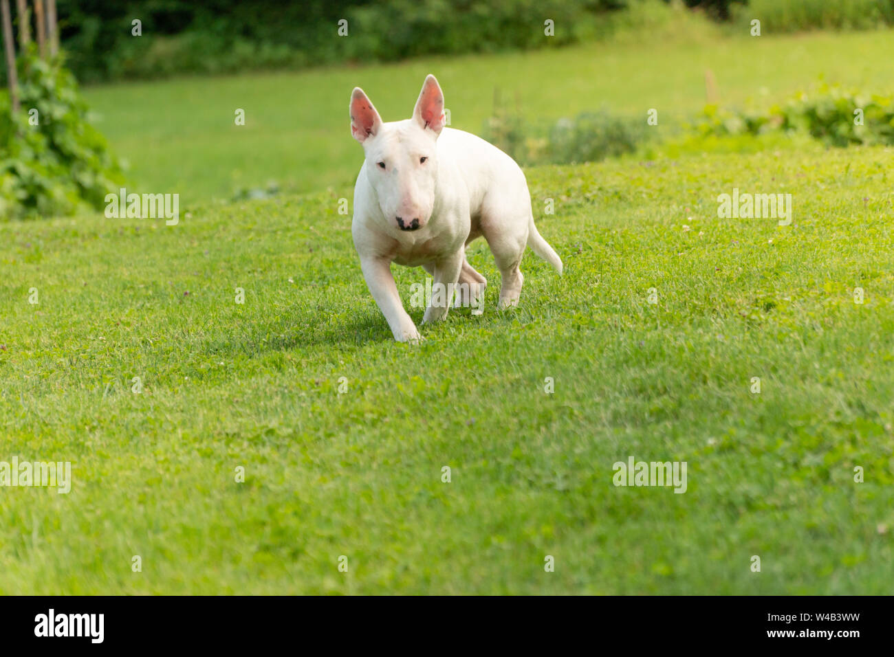Foto ritratto di bianco bull terrier all'aperto in una giornata di sole Foto Stock