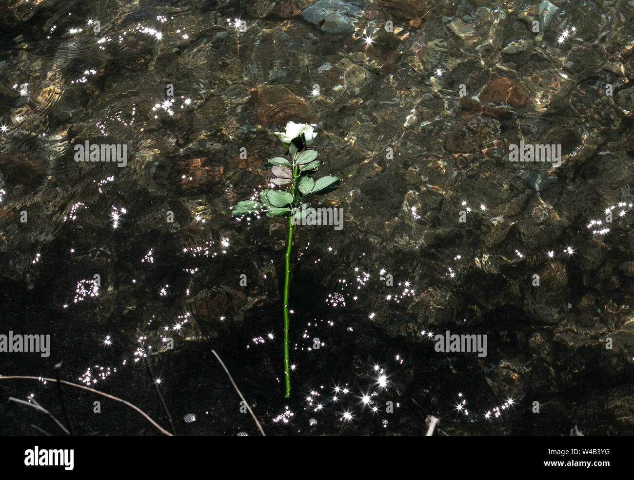 Atene, Grecia. 21 Luglio, 2019. Un fiore in memoria dei morti è visto nell'acqua in corrispondenza della località balneare di Mati, una trentina di chilometri ad est di Atene, Grecia, il 21 luglio 2019. Il incendi che hanno devastato il Mati nel luglio 2018 sinistra 102 morti, centinaia di case danneggiate, molti acri di carbonizzazione giù terreni forestali e di tutta la nazione Greca in uno stato di shock. Credito: Lefteris Partsalis/Xinhua/Alamy Live News Foto Stock