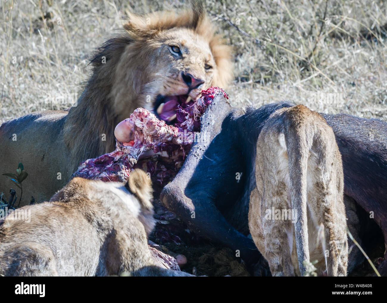 Narok, Kenya. Febbraio 6, 2011. Un orgoglio dei leoni (Panthera leo) festa su buffalo kill nella Riserva Nazionale di Masai Mara. Foto Stock