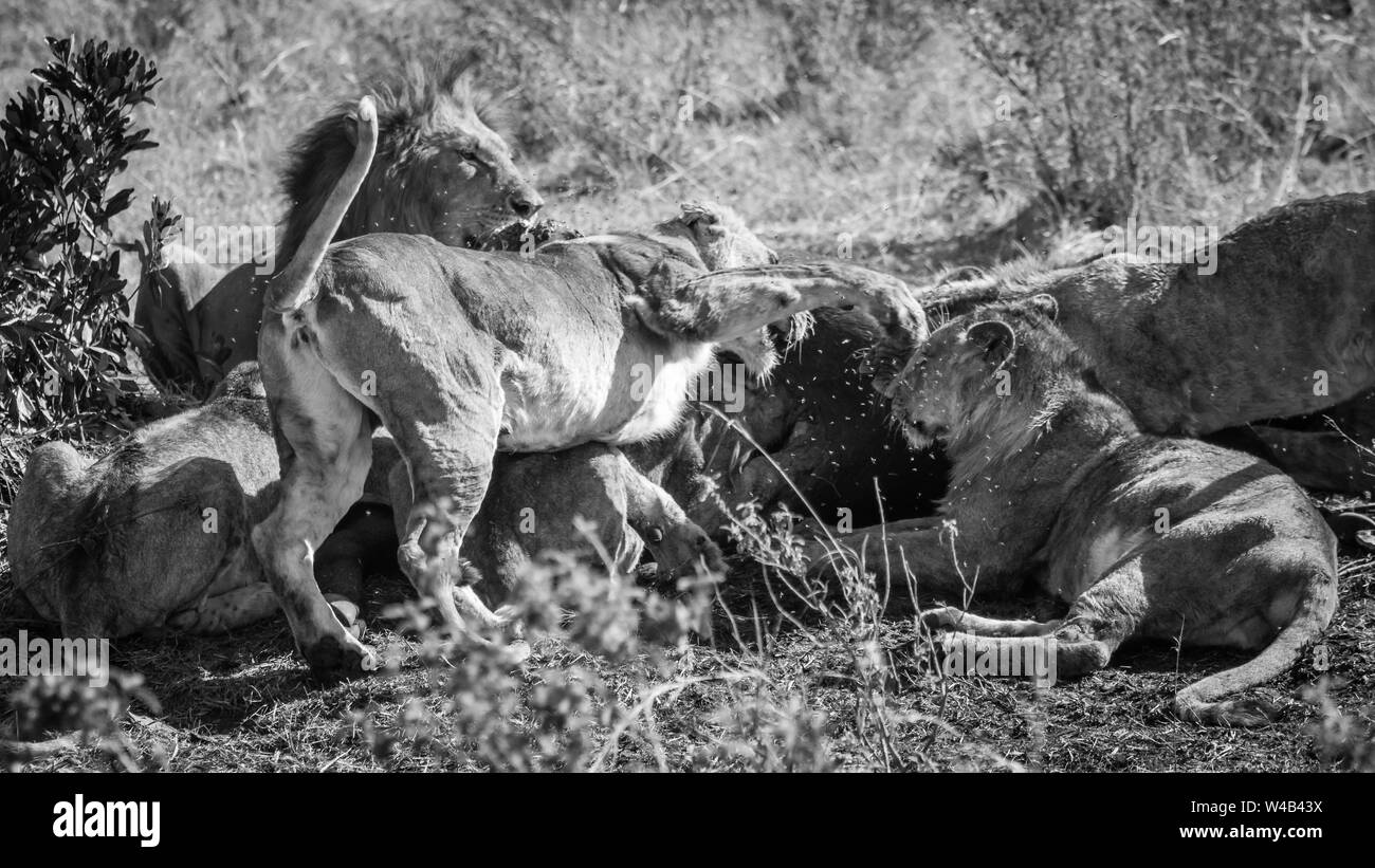 Narok, Kenya. Febbraio 6, 2011. Un orgoglio dei leoni (Panthera leo) festa su buffalo kill nella Riserva Nazionale di Masai Mara. Foto Stock