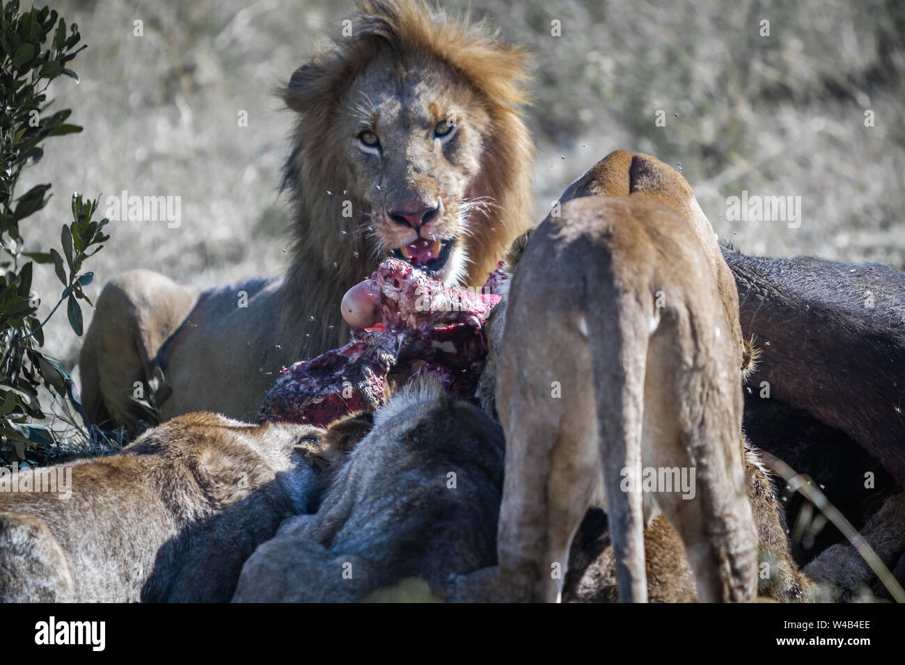 Narok, Kenya. Febbraio 6, 2011. Un orgoglio dei leoni (Panthera leo) festa su buffalo kill nella Riserva Nazionale di Masai Mara. Foto Stock