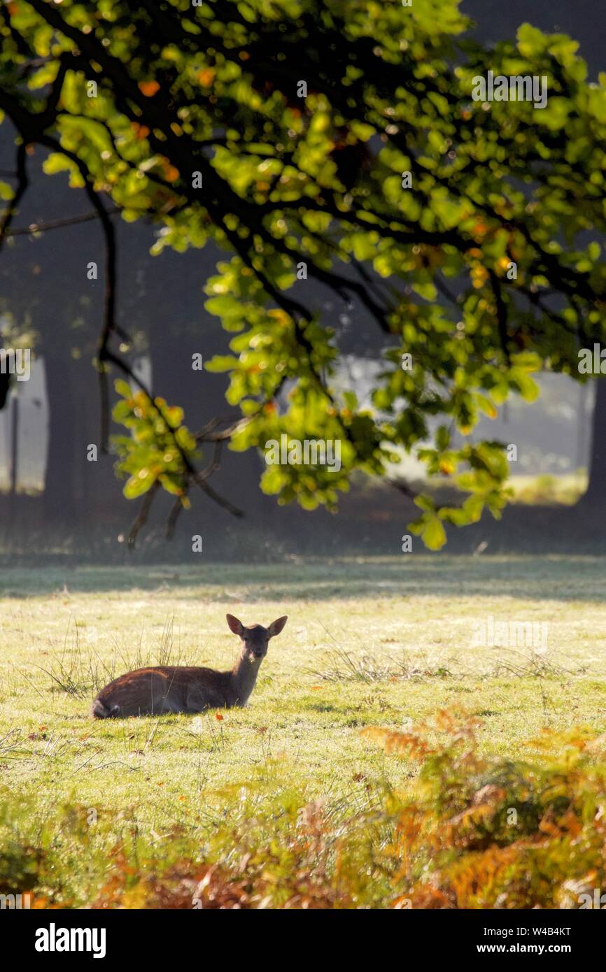 Femmina di daino sdraiato sotto un albero in una fredda mattina autunnale, Dunham Massey, REGNO UNITO Foto Stock