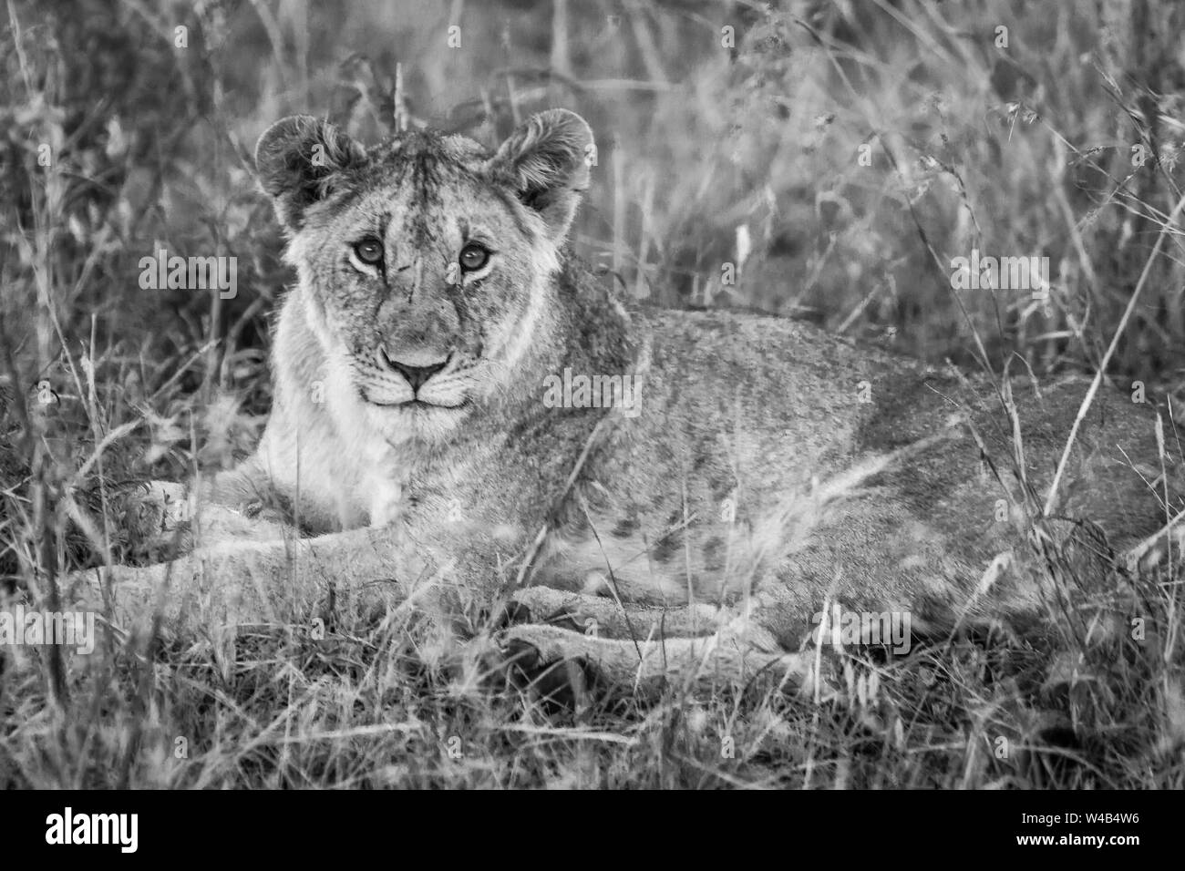 Narok, Kenya. Febbraio 6, 2011. Un Lion (Panthera leo) si rilassa nella Riserva Nazionale di Masai Mara. Foto Stock