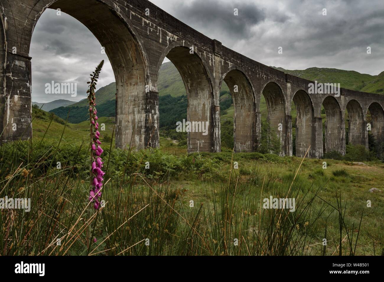 Foxglove nella parte anteriore del viadotto Glenfinnan, Scozia, Harry Potter location del film Foto Stock
