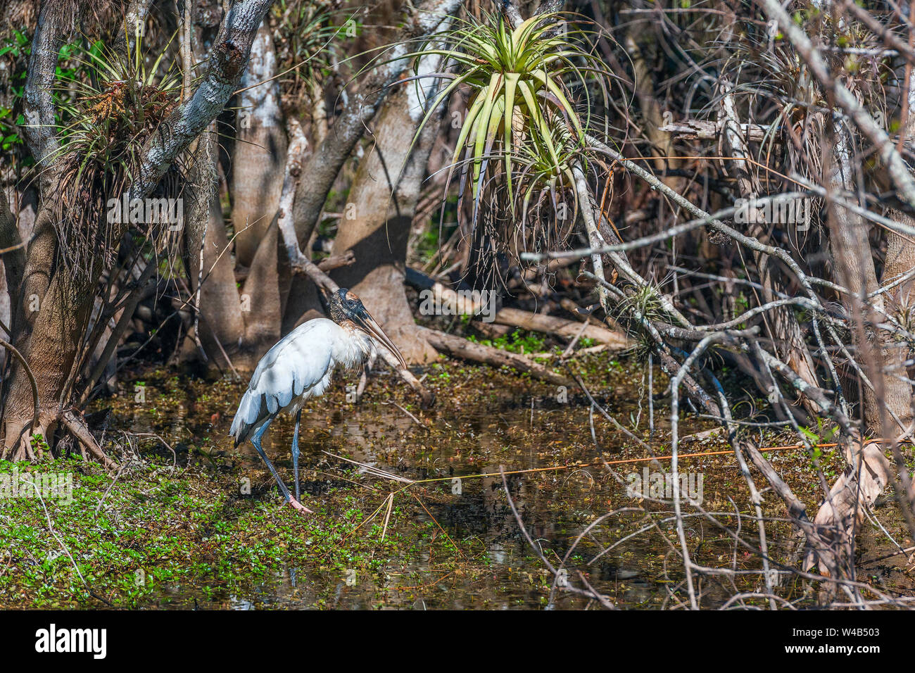 Cicogna in legno (Mycteria americana) in Big Cypress National Preserve. Florida. Stati Uniti d'America Foto Stock