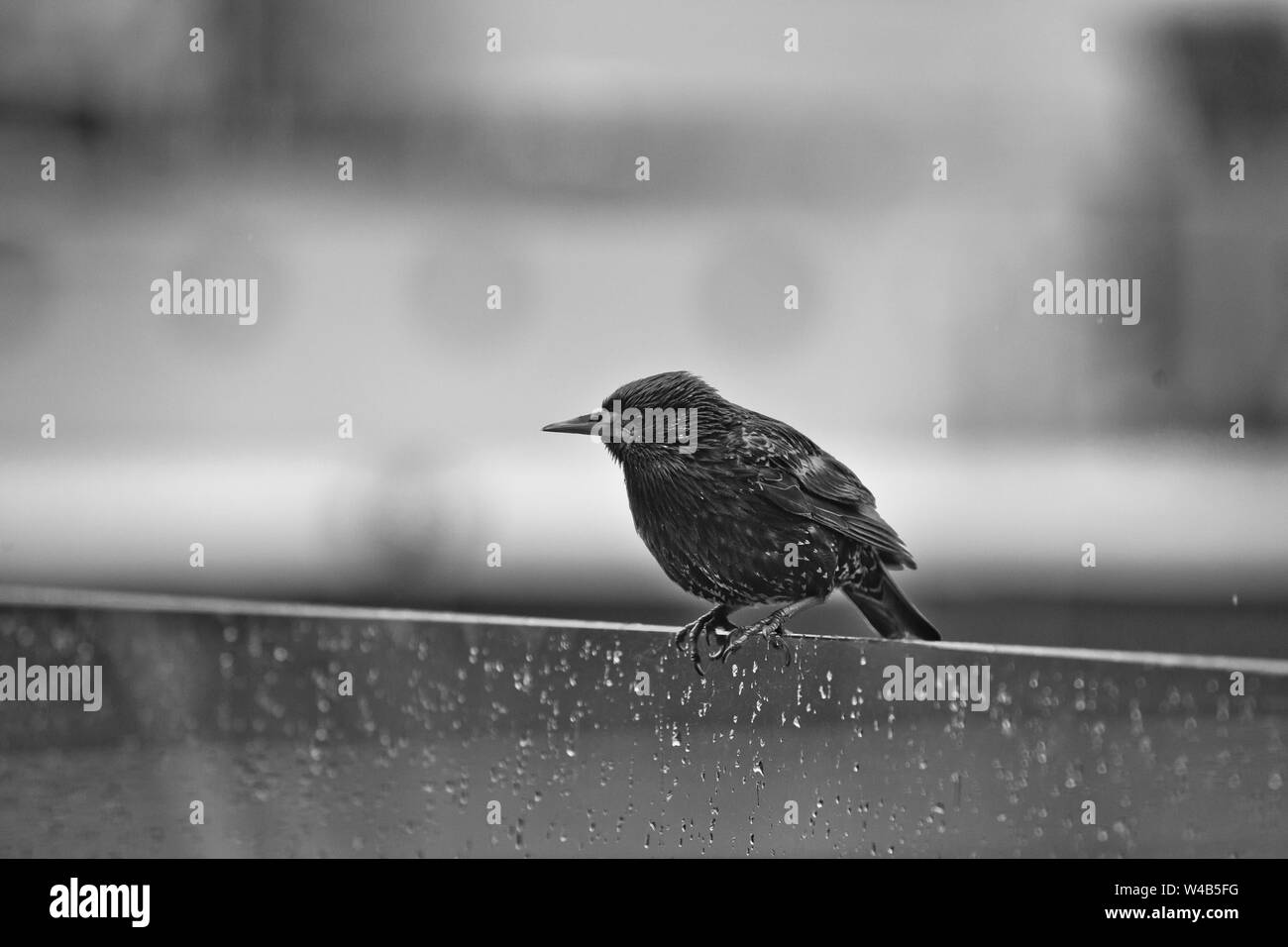 Bird intrisa di pioggia Foto Stock