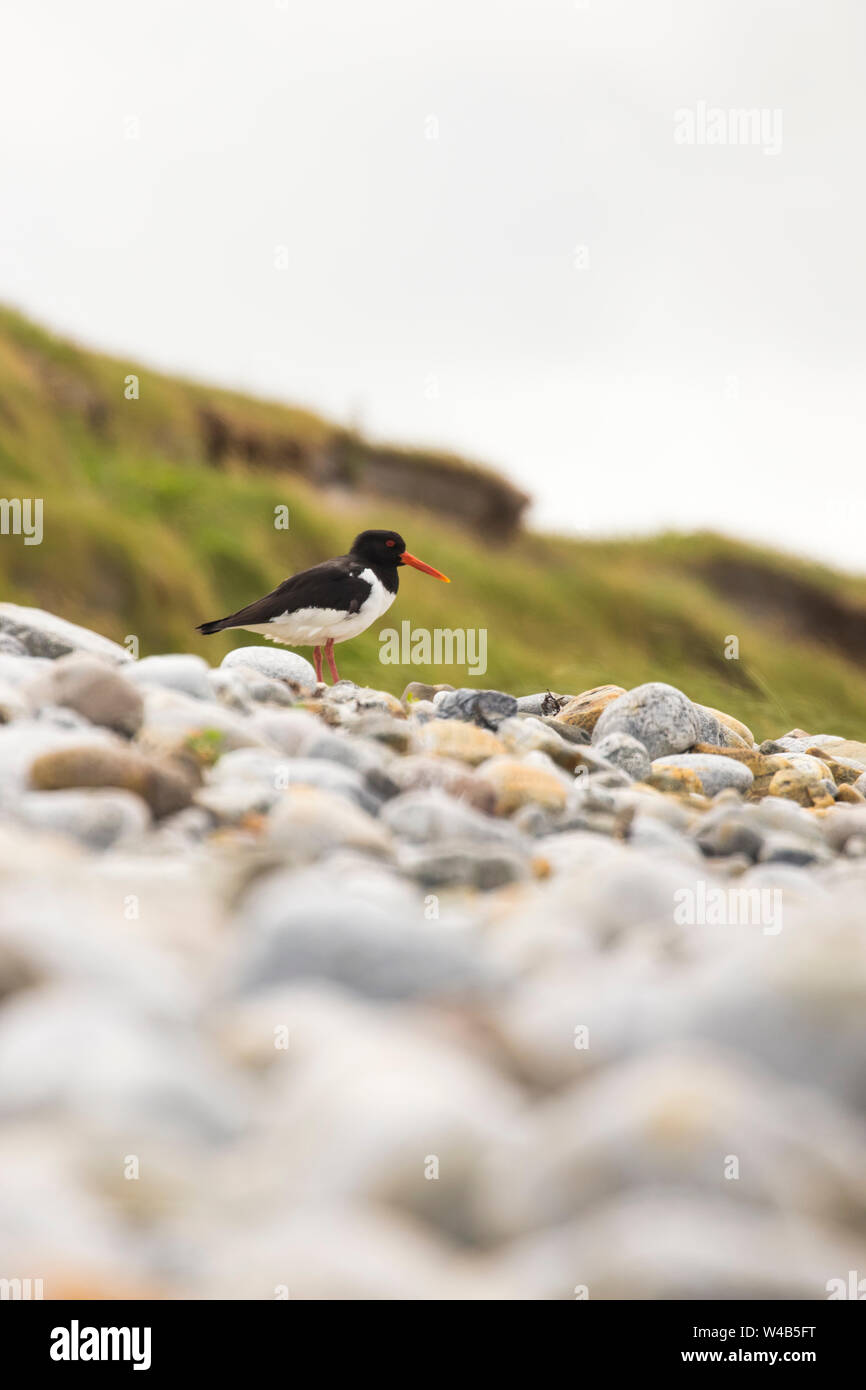 Oystercatcher bird in piedi solo su di una spiaggia di ciottoli su South Uist nelle Ebridi Esterne, Scozia Foto Stock