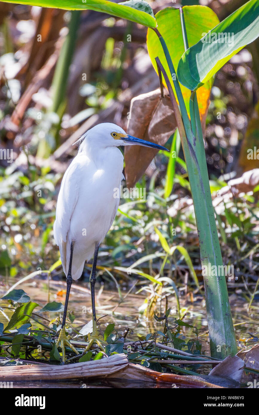 Snowy garzetta (Egretta thuja) in Big Cypress National Preserve. Florida. Stati Uniti d'America Foto Stock