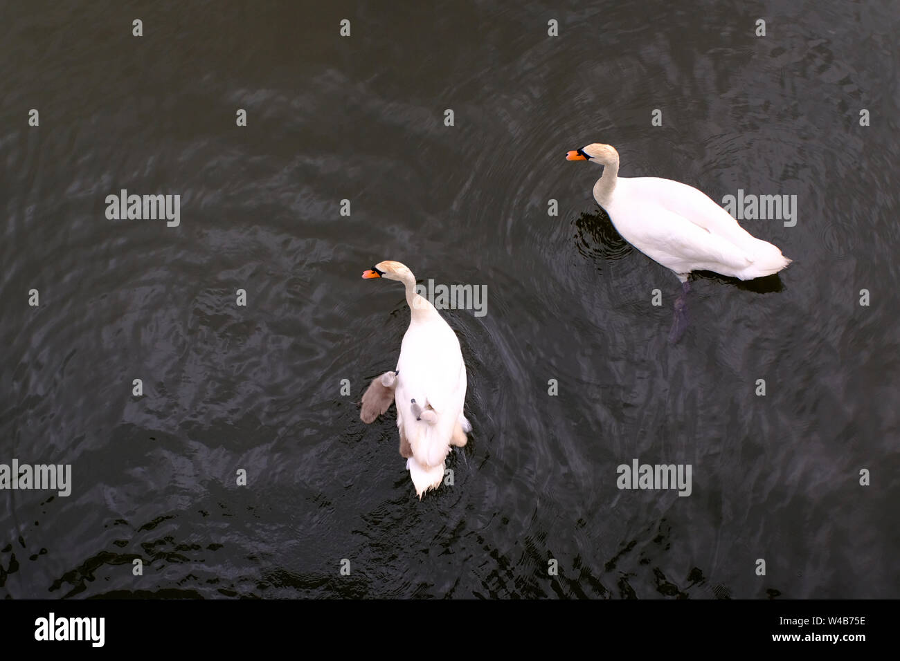 Swan famiglia con bambino cigni infilato nella mamma di piume Foto Stock