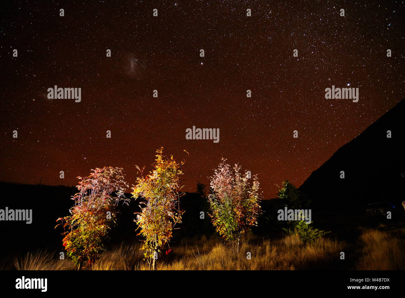 Sorbus alberi in autunno e la Via Lattea, Ohau, Mackenzie Country, Canterbury, Isola del Sud, Nuova Zelanda Foto Stock