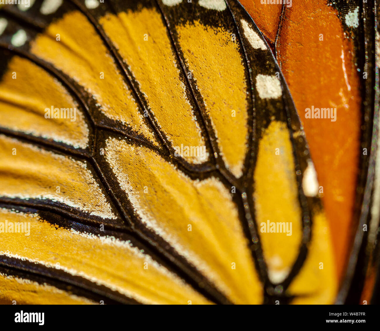 Farfalla monarca ali con colori vibranti di Arancioni e gialli e neri Foto Stock