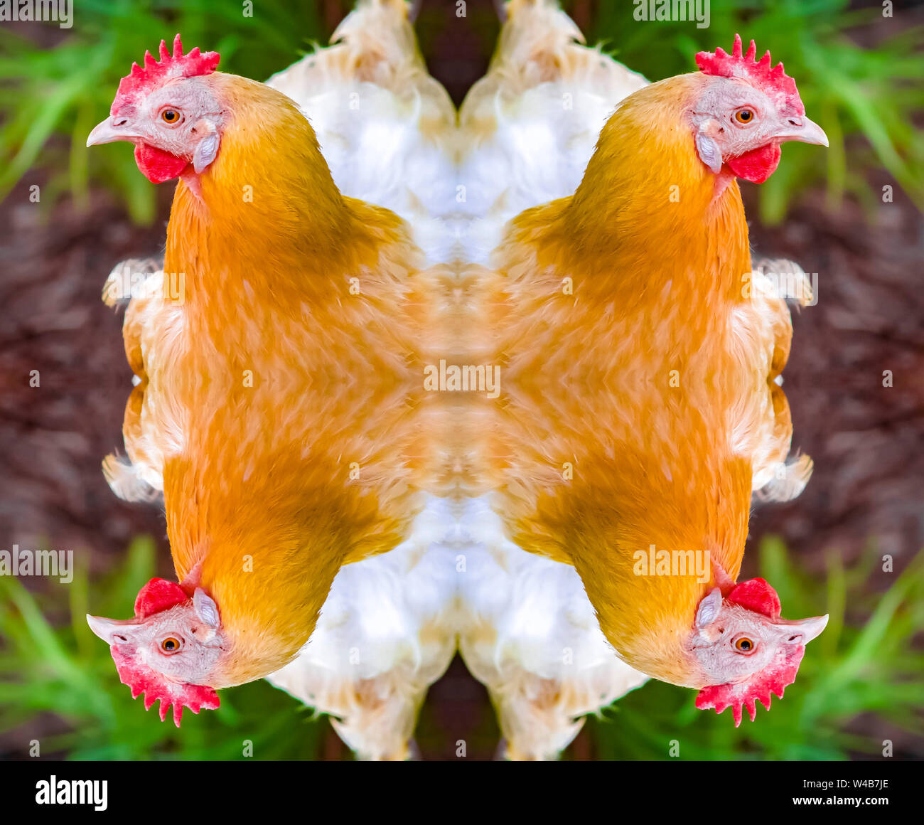 Soffice pollo arancione riflessa quattro volte gli angoli. Caleidoscopio geometrica pattern sul mirroring di asse di simmetria di riflessione. Forme colorate come un wallp Foto Stock