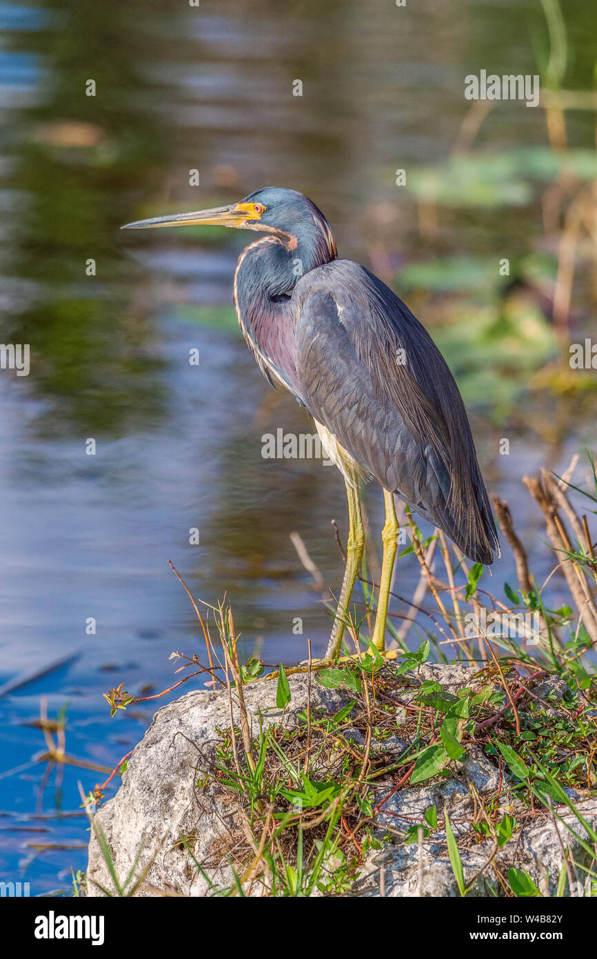 Airone tricolore (Egretta tricolore) in Big Cypress National Preserve. Florida. Stati Uniti d'America Foto Stock