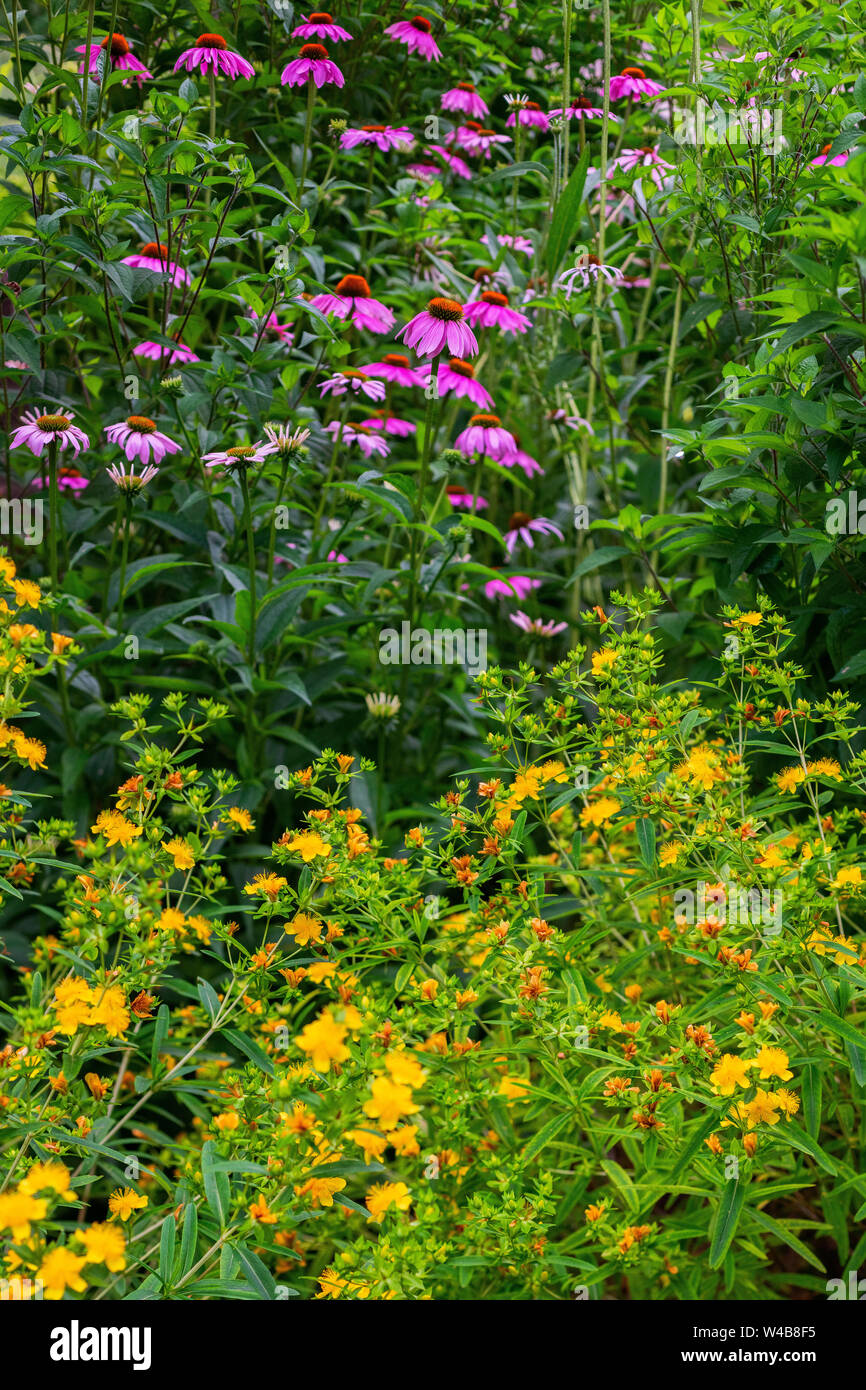 Pianta nativa giardino in Rogers Park quartiere Foto Stock