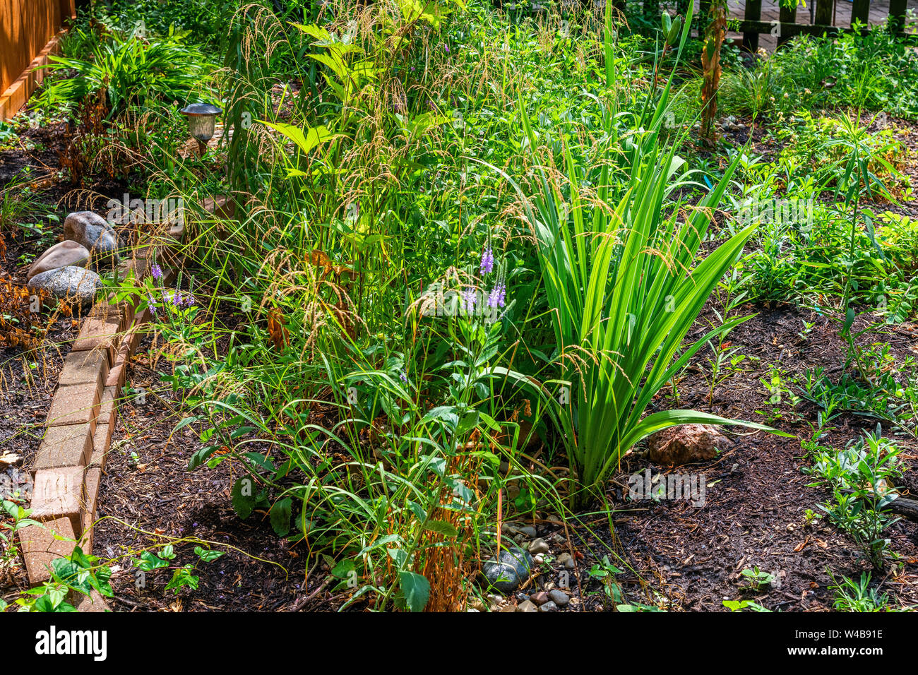 Pianta nativa giardino in Rogers Park quartiere Foto Stock