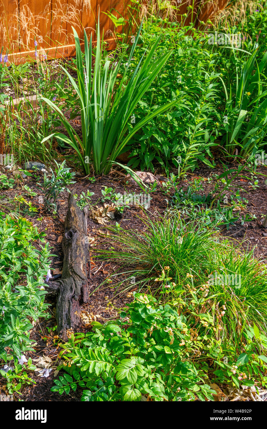 Pianta nativa giardino in Rogers Park quartiere Foto Stock