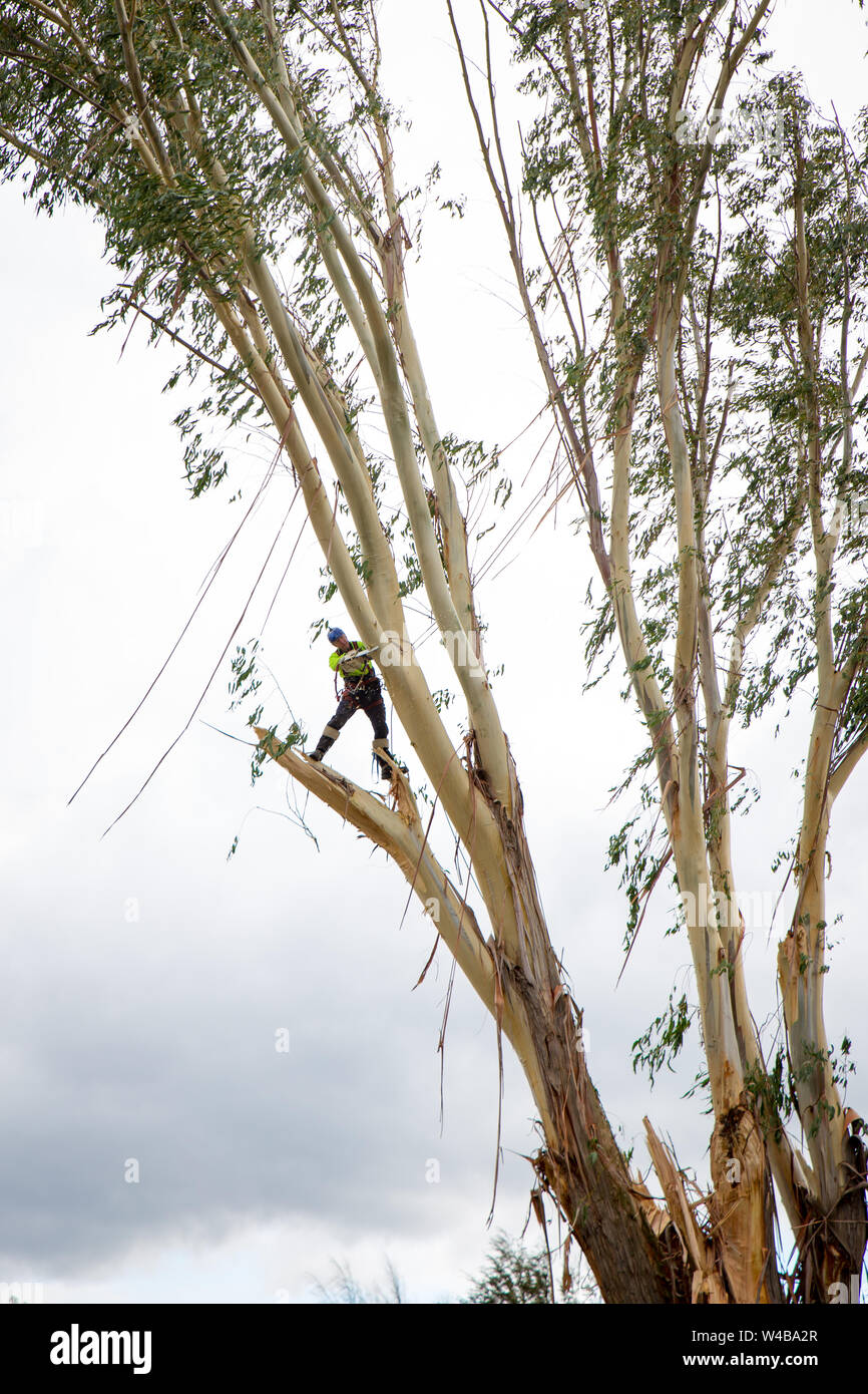 Un esperto arborist, attaccato a corde e un cablaggio, opere in alto in un albero di eucalipto chainsawing si dirama in modo che l'albero possa essere abbattuto Foto Stock