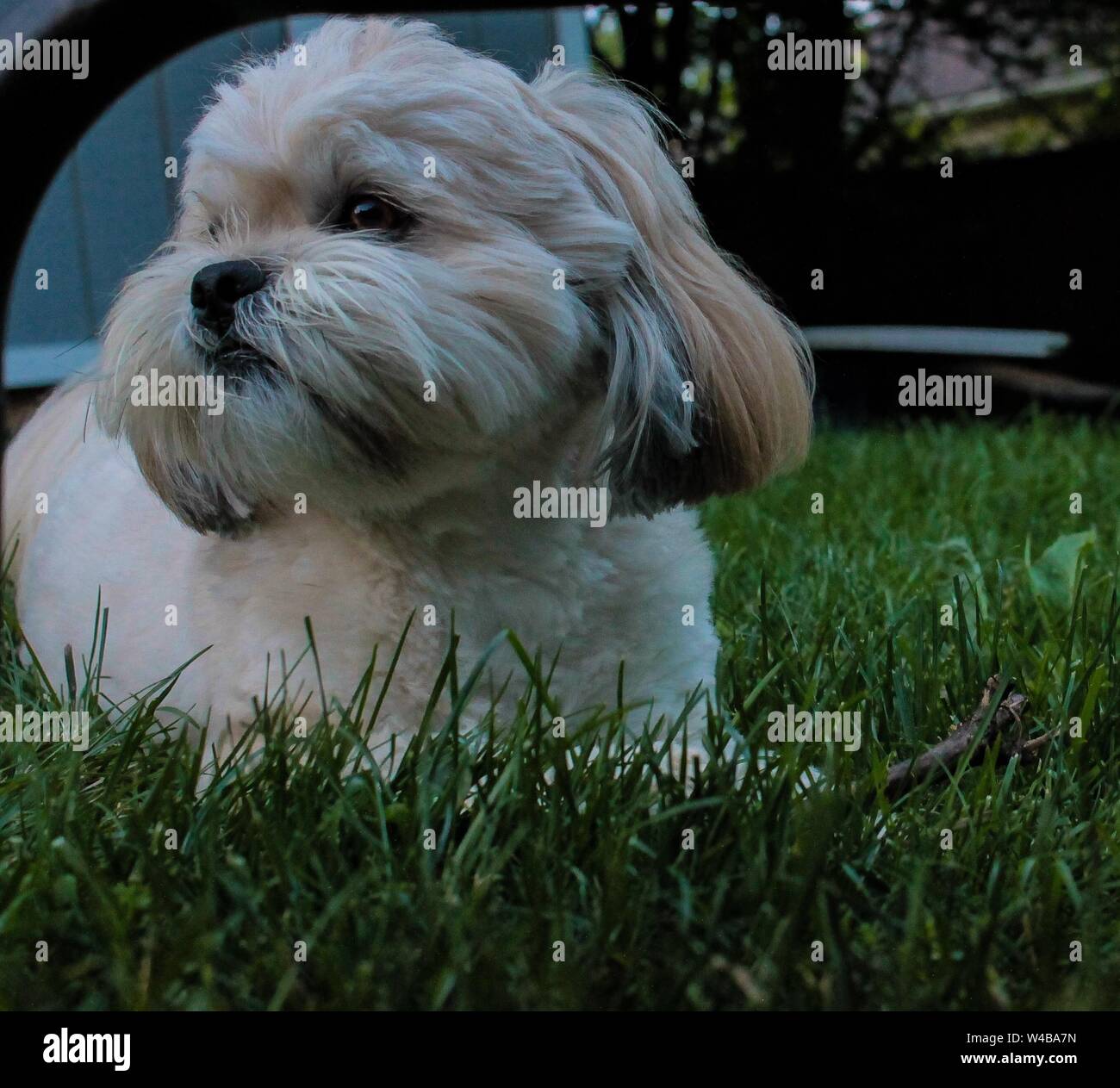 Lhasa apso con lo sguardo fisso al di fuori della telecamera Foto Stock