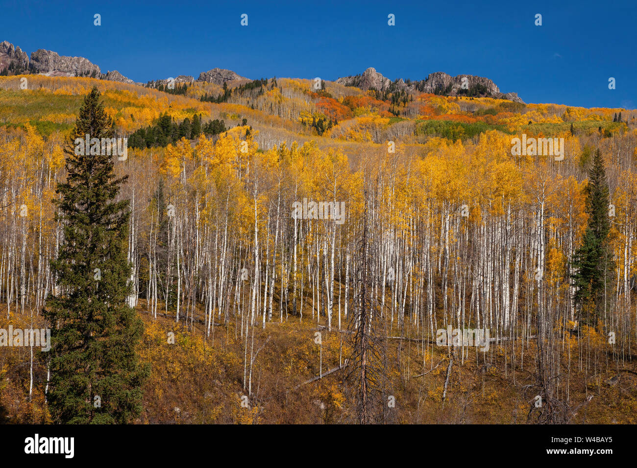 I colori autunnali nei pressi Kebler passare ad ovest del Crested Butte, Colorado Foto Stock