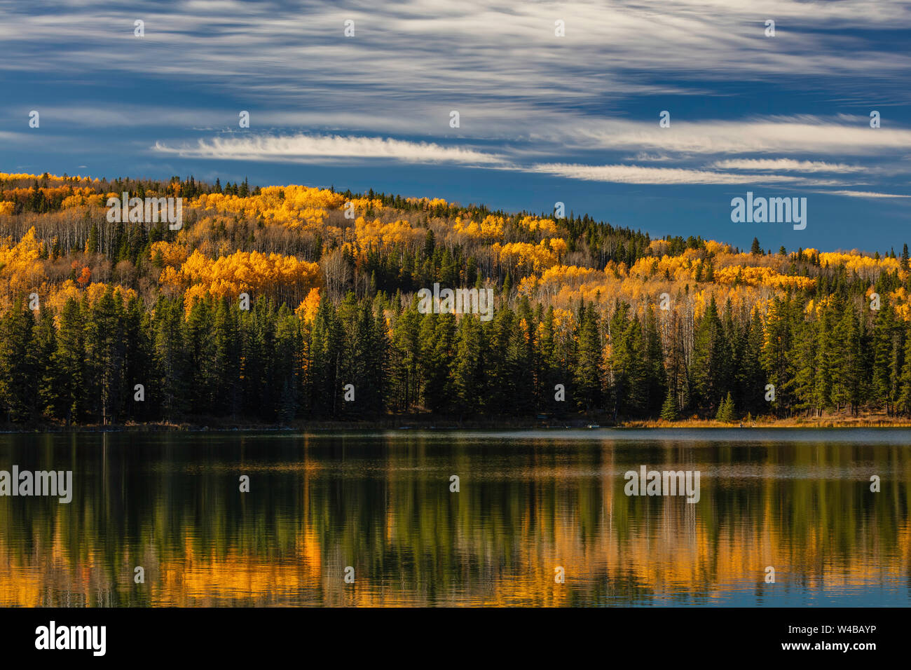 Aspen alberi in autunno, Jarvis Lago, William A. Svizz Parco Provinciale, Alberta, Canada Foto Stock