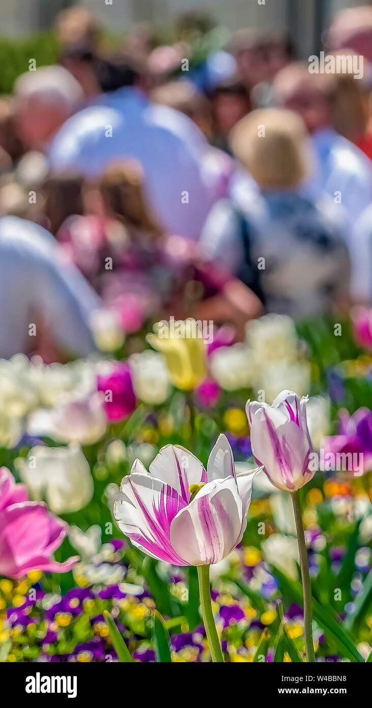 Telaio verticale in prossimità dei tulipani e piccoli fiori con la gente e costruire in background. Il soleggiato blossoms hanno vibrante bianco, viola, giallo Foto Stock