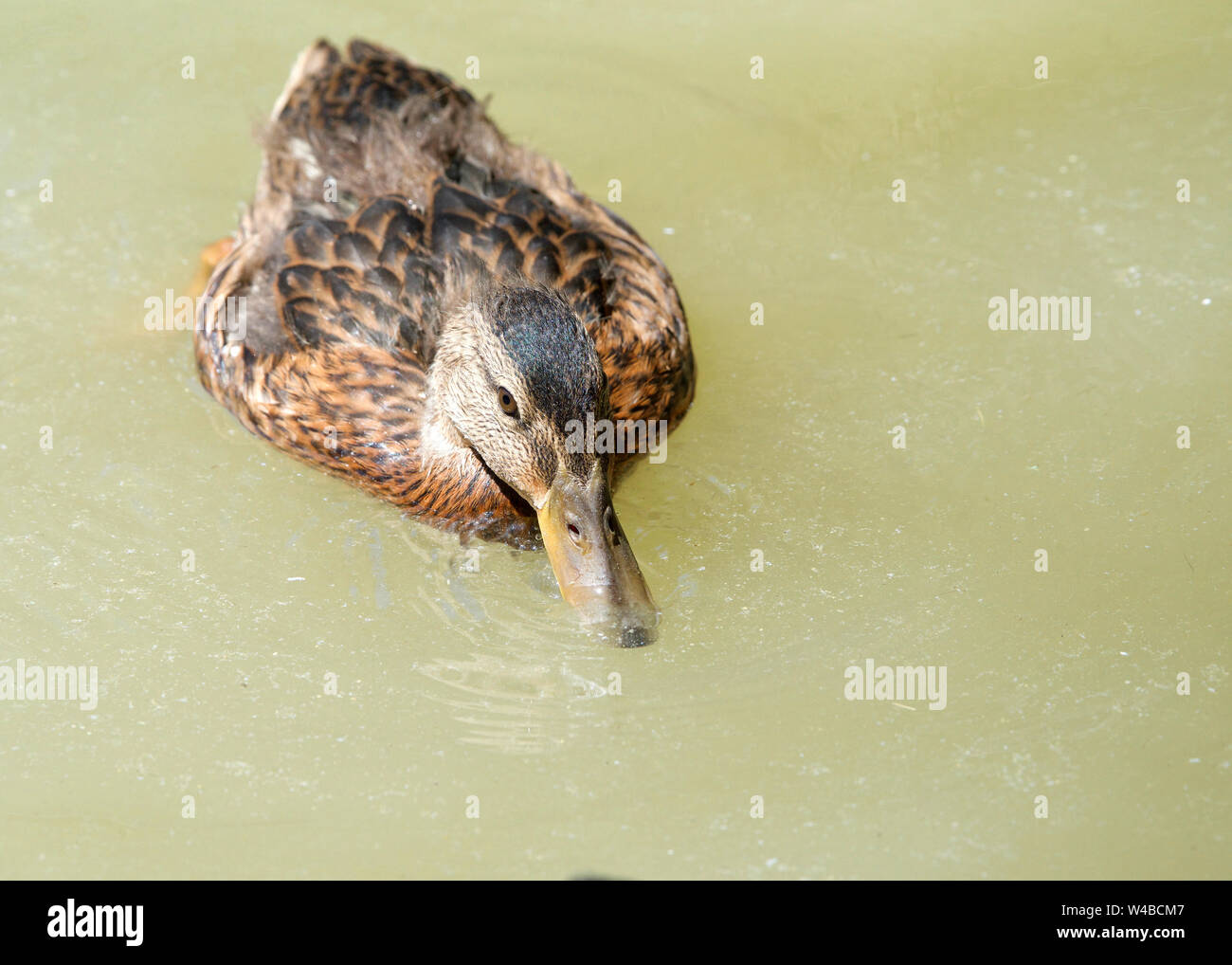 I capretti Mallard duck nuotare in acque torbide acqua potabile. Il Germano Reale è un anatra dedicarmi , è una specie molto adattabile, essendo in grado di vivere e Foto Stock