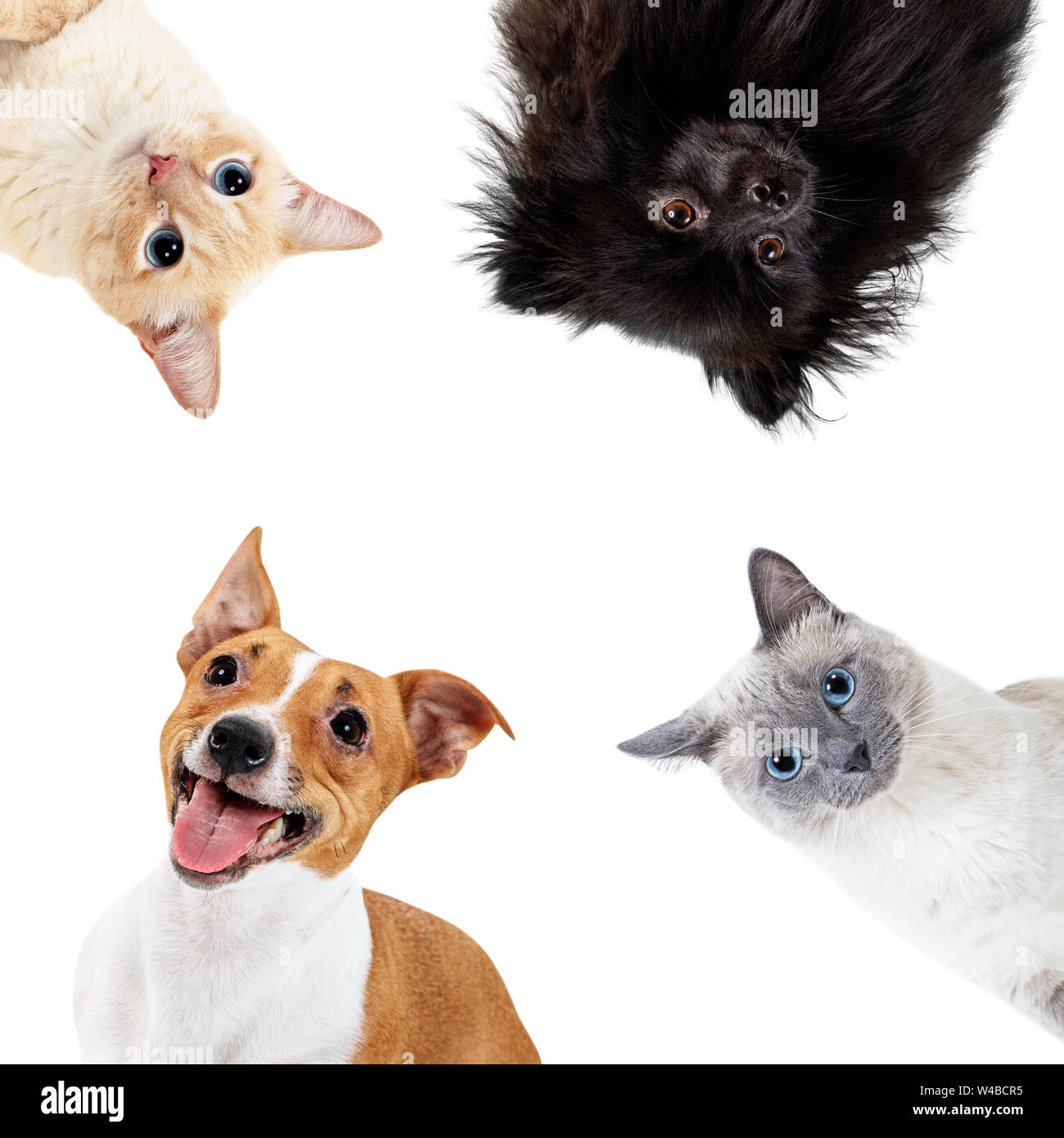 Collage di animali domestici in cerchio con copia spazio. Foto Stock