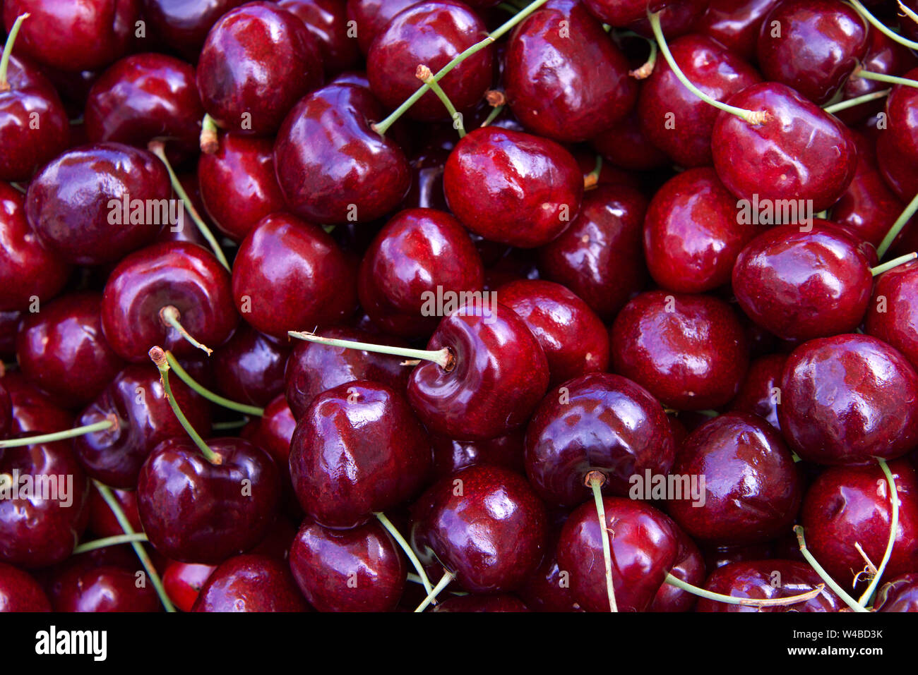Vicino sul nuovo organico rosso scuro le ciliegie di Bing al mercato  agricolo. Le ciliegie di