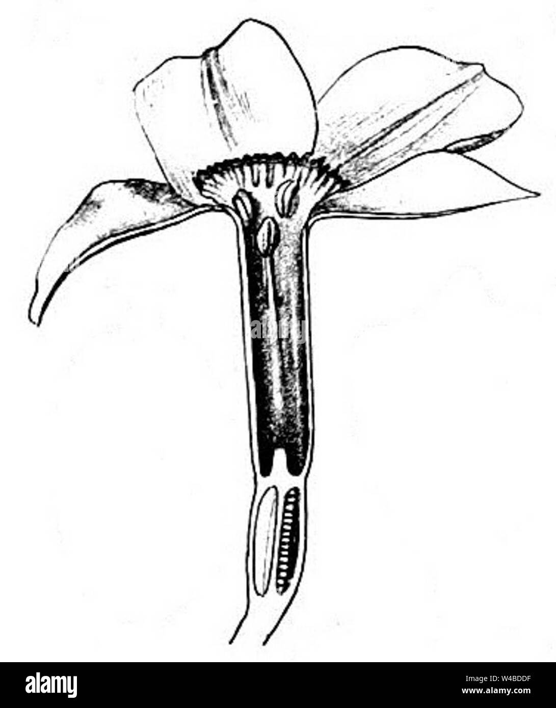 Sezione longitudinale di Narcissus poeticus Foto Stock