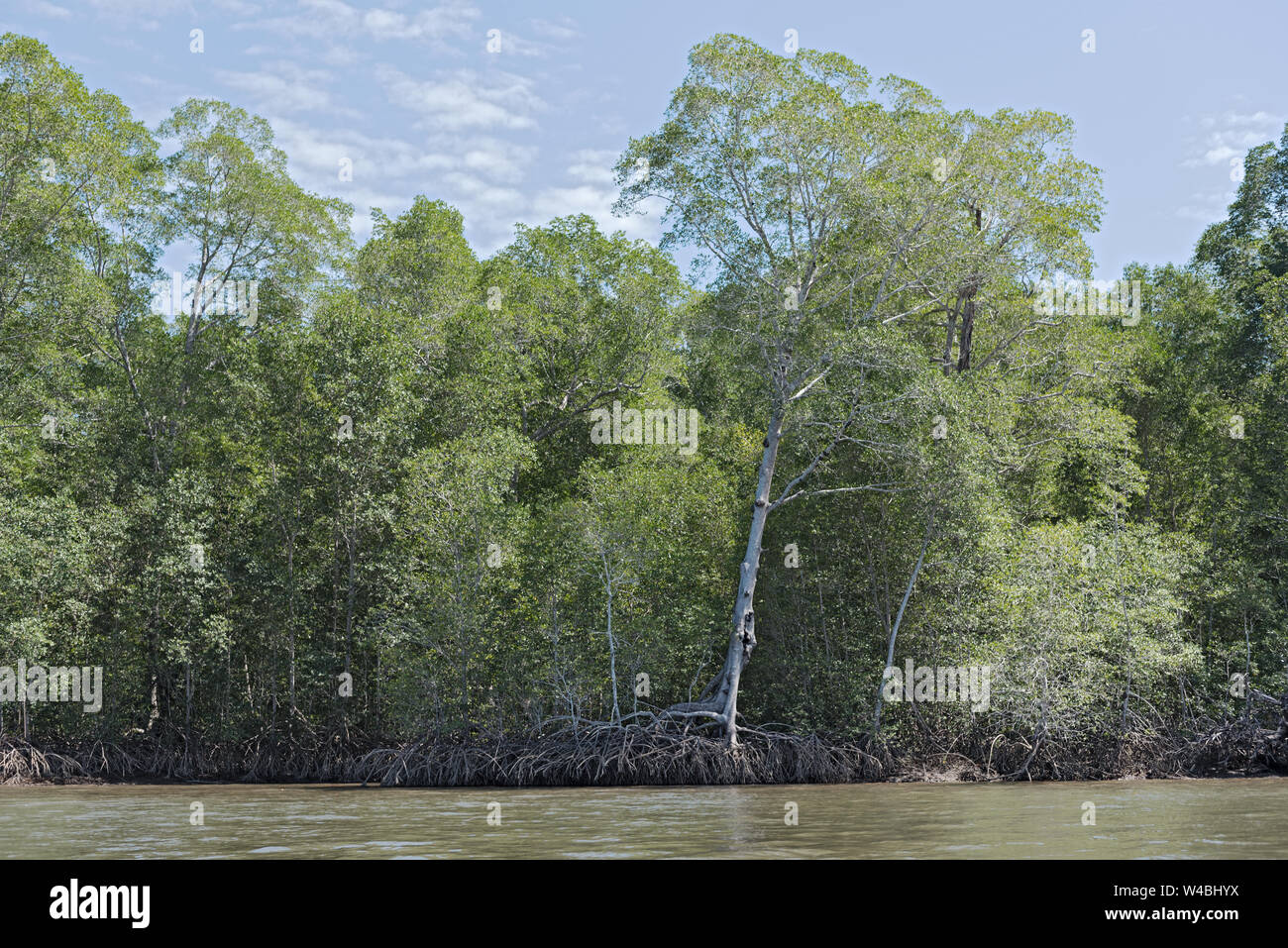 La foresta di mangrovie sulle rive della Bahia de los Muertos alla foce del Rio Platanal Panama Foto Stock