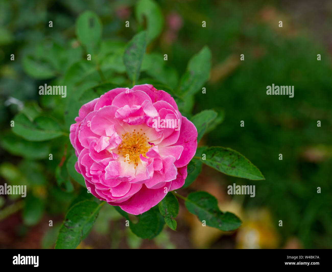 Fata Rosa, Rosso pigmeo di rose rosse, rosa chinensis Rosachinensis Jacq.var. minimi voss (Rosacee) Foto Stock