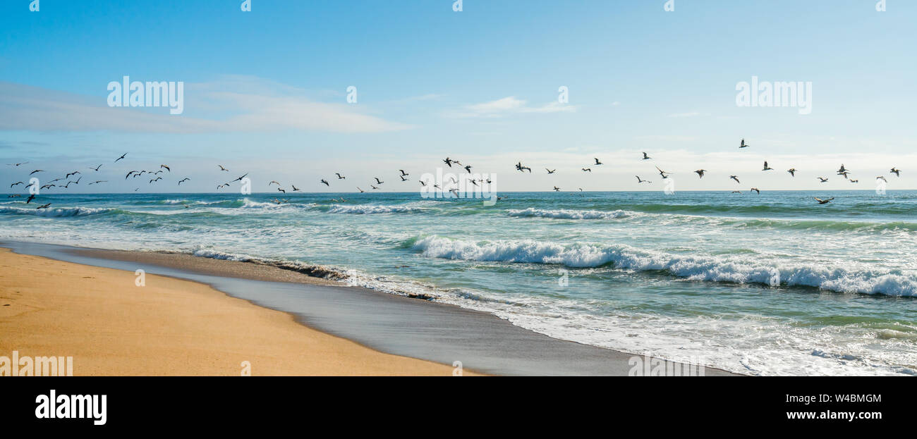 Gregge di pellicani battenti sull'Oceano Pacifico Coasline, California Foto Stock