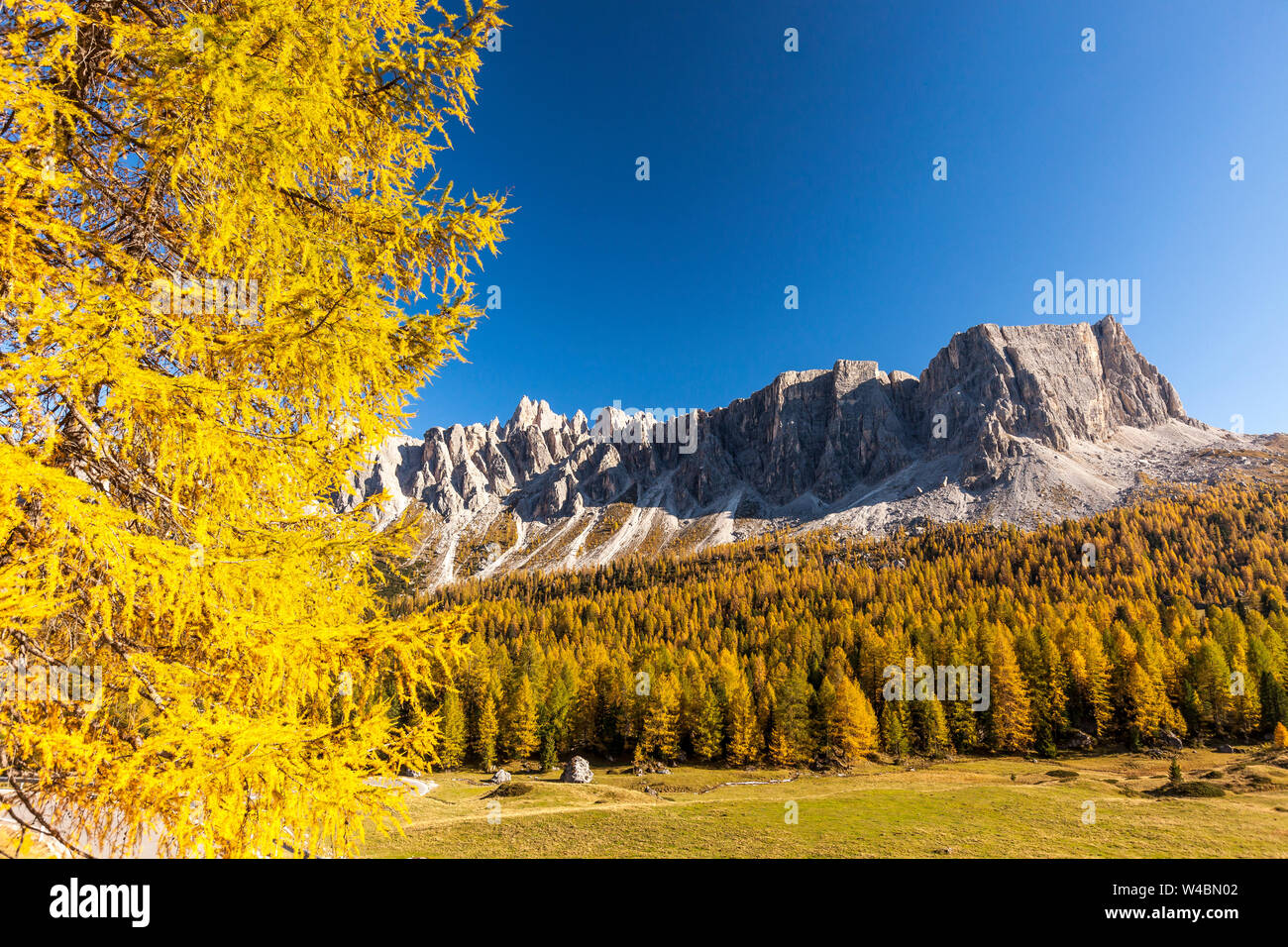 Boschi di larici a piedi di Lastoi De Formin in autunno, Dolomiti, Cortina d'Ampezzo, provincia di Belluno, Veneto, Italia Foto Stock