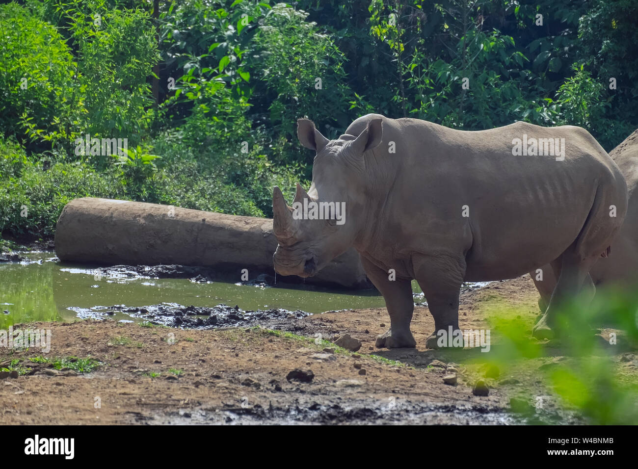 Maschio di Iavan rinoceronte al Safari Park di Indonesia Foto Stock