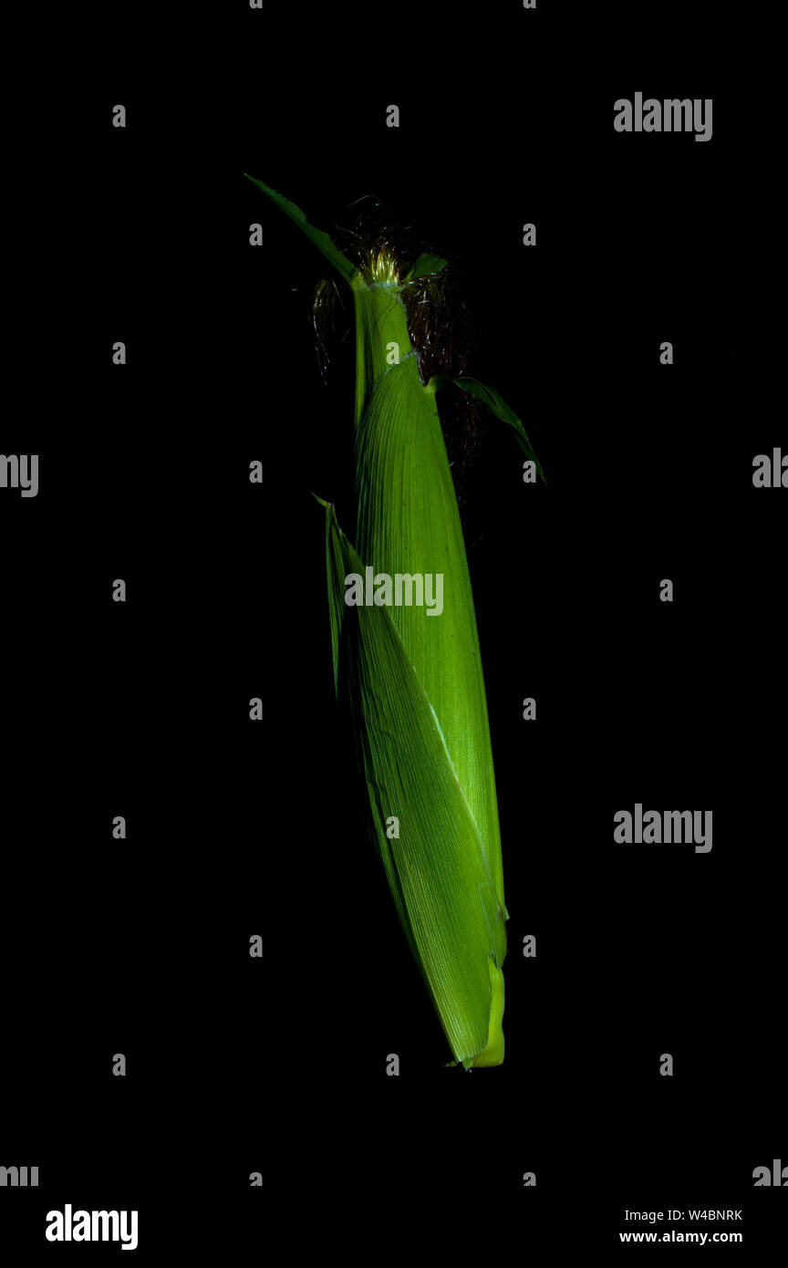 Maiskolben Foto Stock