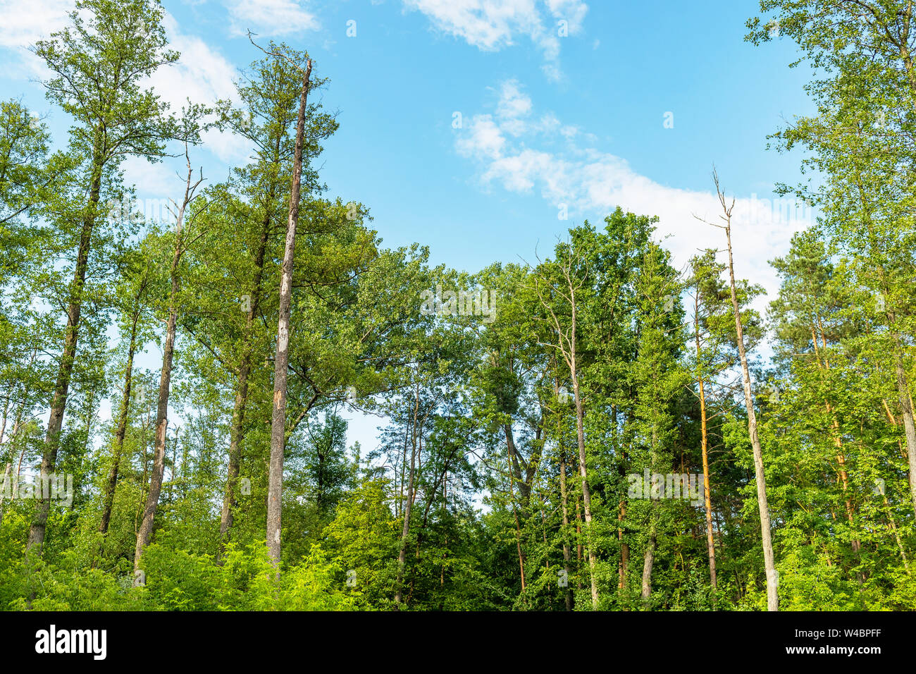 Forest contro il cielo blu. Alcuni alberi a secco. Luoghi a vagare. L'Europa, Polonia, Mazovia, Sulejówek. Foto Stock