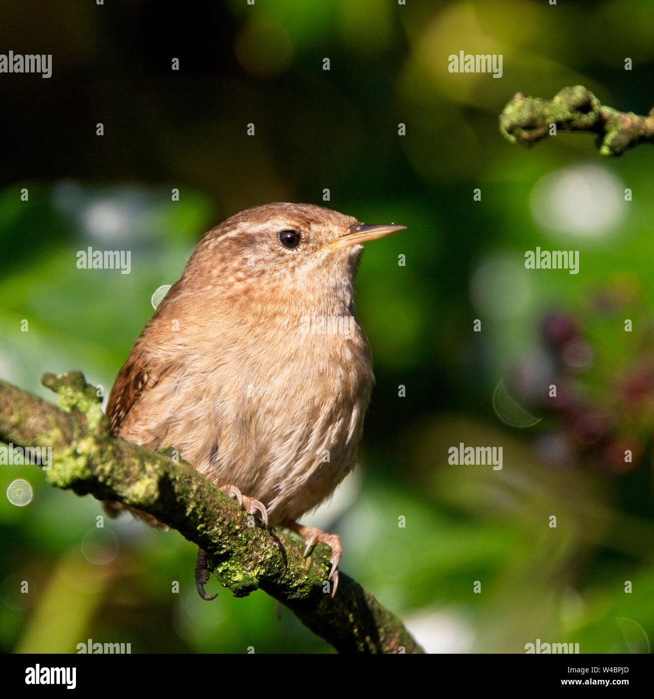 Eurasian Wren (Troglodytes troglodytes), appollaiato su un ramo, Marazion Marsh, Cornwall, Inghilterra, Regno Unito. Foto Stock