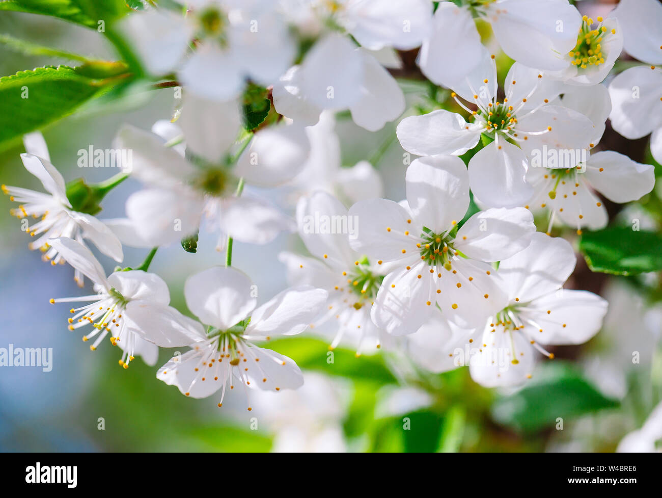 Fioritura di alberi da frutto in giardino. Il tempo primaverile. Foto Stock