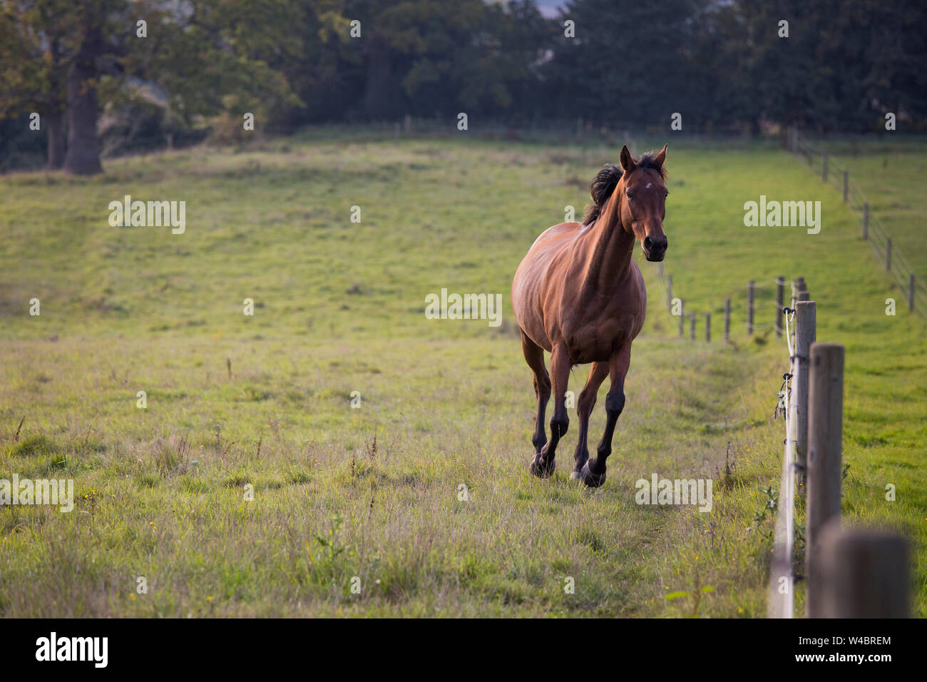 Cavalli Animale da fattoria Tappeto cavalli Run 